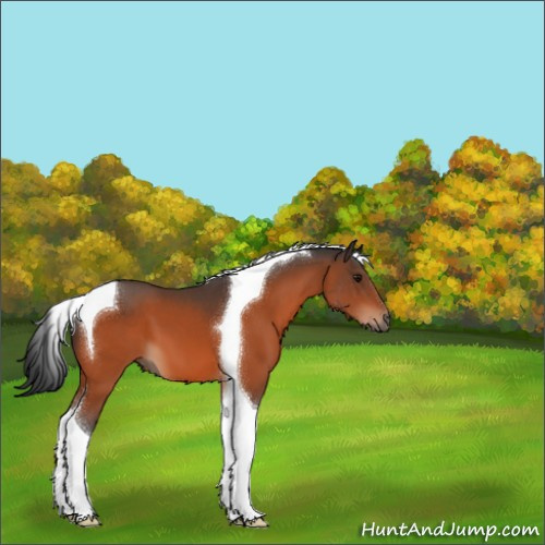 Horse Color:Bay Tobiano 