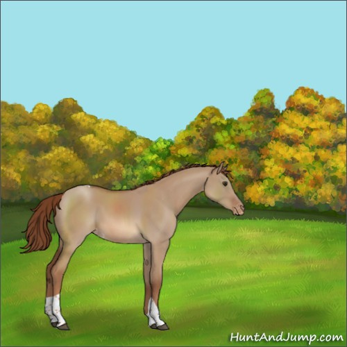 Horse Color:Red Dun Tobiano Varnish 