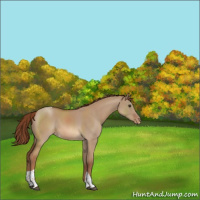 Horse Color:Red Dun Tobiano Appaloosa