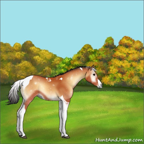 Horse Color:Bay Onyx Tobiano 