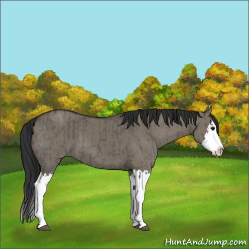 Horse Color:Grullo Sabino Splash  and Gray Grullo Sabino Splash 