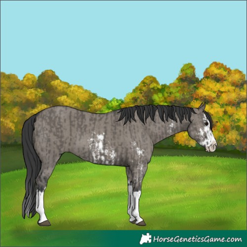 Horse Color:Grullo Sabino Splash  and Grullo Sabino Splash 