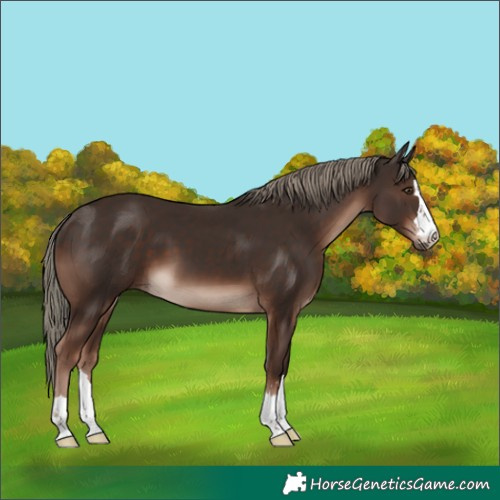Horse Color:Liver Chestnut Mushroom