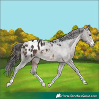 Horse Color:Brown Appaloosa 