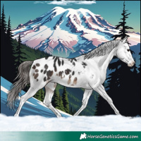 Horse Color:Brown Appaloosa 