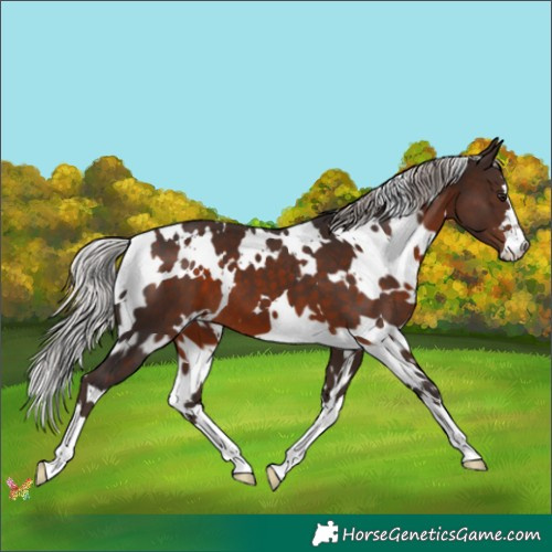 Horse Color:White Spotted Silver Brown Mushroom 