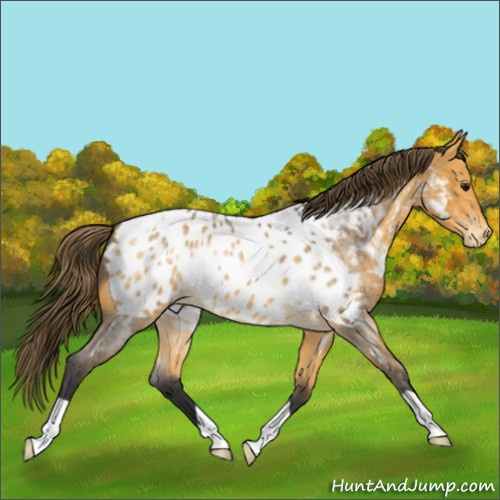 Horse Color:Buckskin Roan Appaloosa 