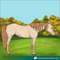 Horse Color:Red Dun Splash 