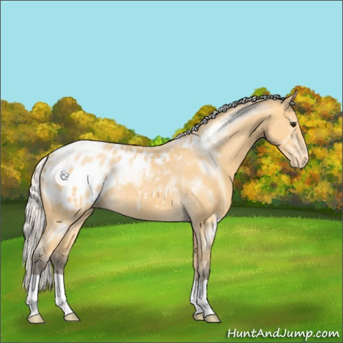 Horse Color:Silver Buckskin Appaloosa 
