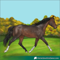 Horse Color:Brown 