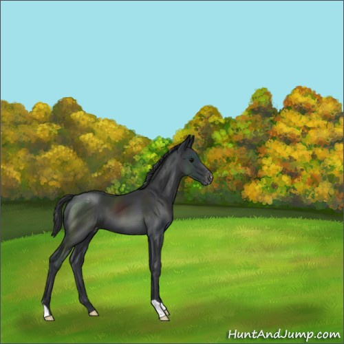 Horse Color:Black Appaloosa 