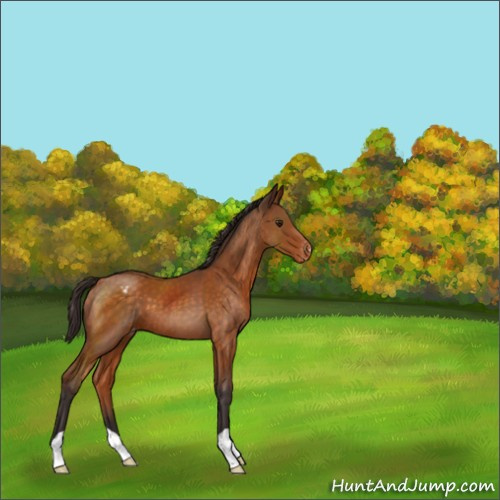 Horse Color:Buckskin Varnish 