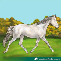 Horse Color:Perlino 
