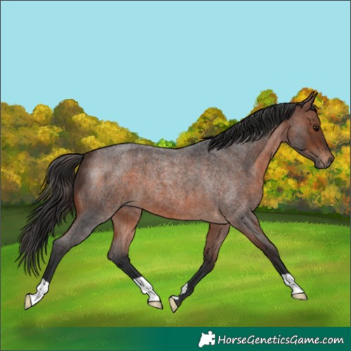 Horse Color:Brown Roan
