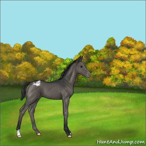 Horse Color:Black Appaloosa 