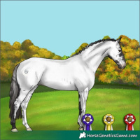 Horse Color:Smoky Black Appaloosa 