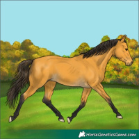 Horse Color:Buckskin 