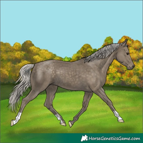 Horse Color:Silver Smoky Black 