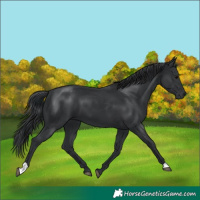 Horse Color:Black 