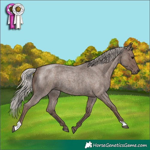 Horse Color:Silver Blue Roan 