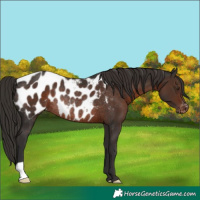 Horse Color:Liver Chestnut Appaloosa Rabicano 
