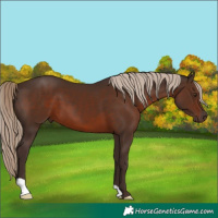 Horse Color:Liver Chestnut 
