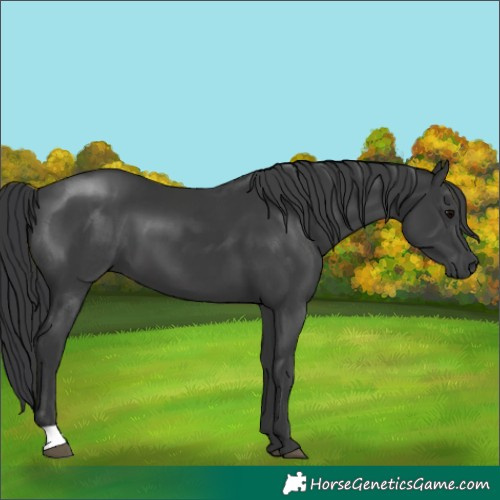 Horse Color:Black 