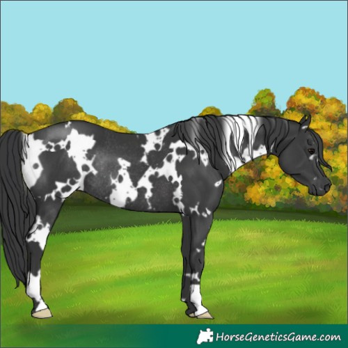Horse Color:White Spotted Black Rabicano 
