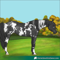 Horse Color:White Spotted Black Rabicano 