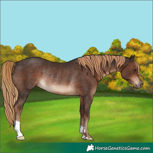 Horse Color:Liver Chestnut Rabicano
