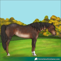 Horse Color:Liver Chestnut Rabicano 