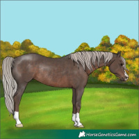 Horse Color:Silver Black Rabicano 