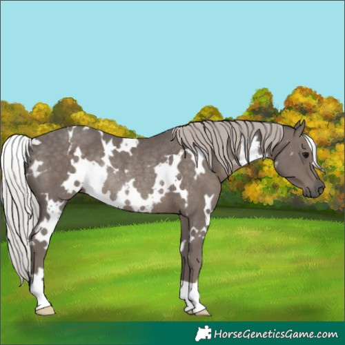Horse Color:White Spotted Silver Black Rabicano 