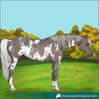 Horse Color:White Spotted Silver Black Rabicano 