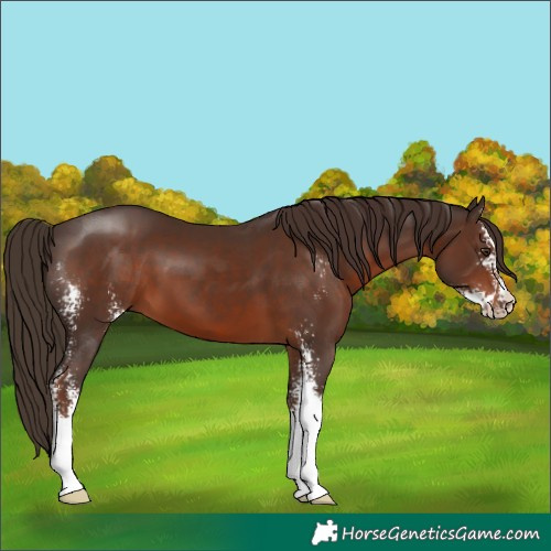 Horse Color:Liver Chestnut Sabino