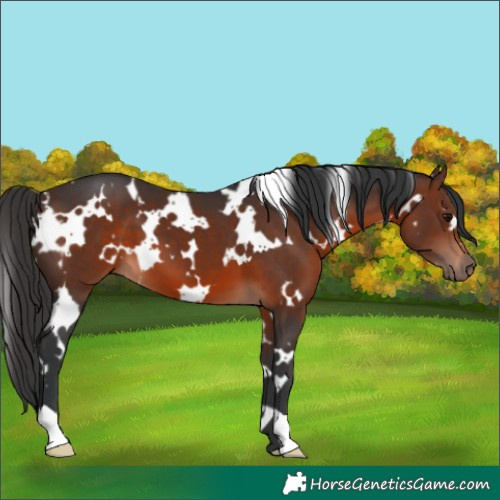 Horse Color:White Spotted Brown