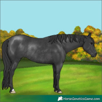 Horse Color:Black Rabicano 