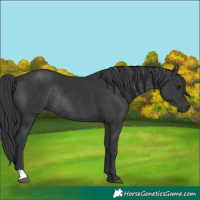 Horse Color:Black Rabicano 