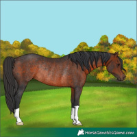 Horse Color:Brown Rabicano 