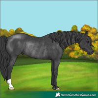 Horse Color:Black Rabicano 