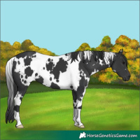 Horse Color:White Spotted Black
