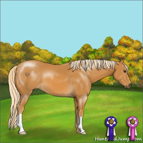 Horse Color:Palomino 