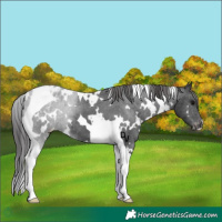 Horse Color:White Spotted Black Tobiano Appaloosa 