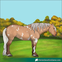 Horse Color:White Spotted Silver Bay Dun 