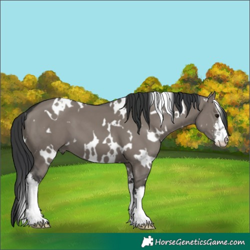 Horse Color:White Spotted Grullo 