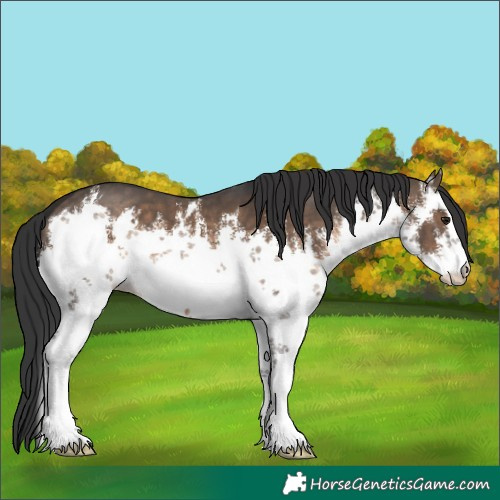 Horse Color:White Spotted Brown Dun 
