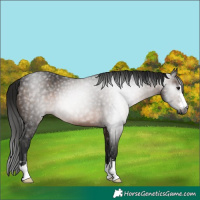 Horse Color:Gray Brown 
