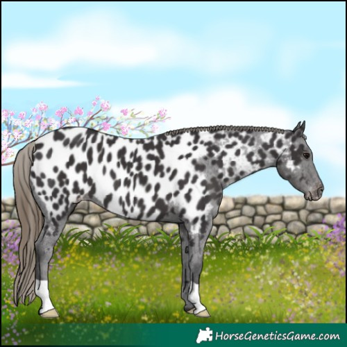 Horse Color:Smoky Black Appaloosa