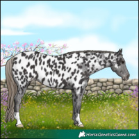 Horse Color:Smoky Black Appaloosa 