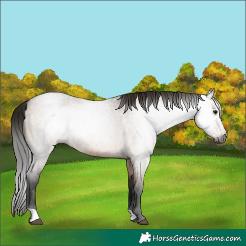 Horse Color:Gray Bay Roan Dun